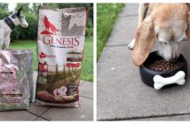 GENESIS und PLATINUM Trockenfutter für erwachsene und alte Hunde im Test