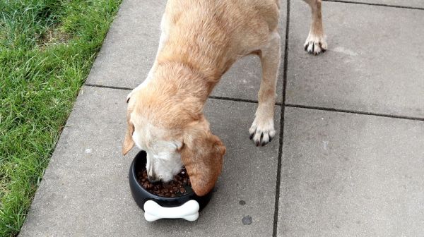 Genesis und Platinum Trockenfutter für erwachsene und alte Hunde im Test