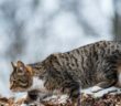 Milprazon: Katzen brauchen auch Entwurmungsmittel ( Foto: Shutterstock - Zanna Pesnina_)