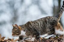 Milprazon: Katzen brauchen auch Entwurmungsmittel ( Foto: Shutterstock - Zanna Pesnina_)