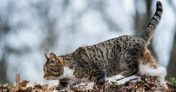 Milprazon: Katzen brauchen auch Entwurmungsmittel ( Foto: Shutterstock - Zanna Pesnina_)