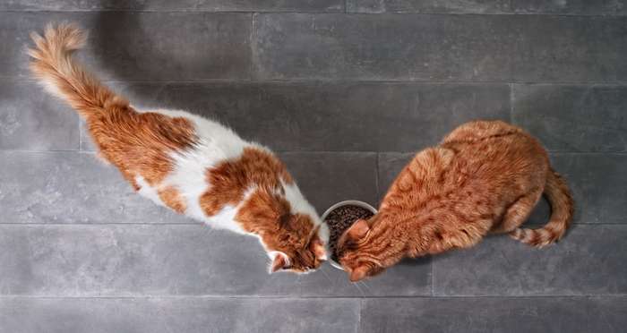 Alle Katzen, die zu schnell fressen und dabei große Mengen an Luft schlucken, sollten aus einem Anti Schling Napf: Katze gefüttert werden. ( Foto: Shutterstock -  Lightspruch )
