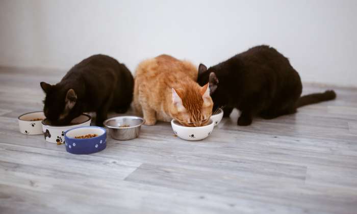 Wird das gesamte Futter ohne zu kauen geschluckt, überlastet das Fressen den Organismus der Katze.  ( Foto: Shutterstock - Natalia Lebedinskaia )