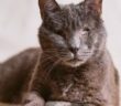 Die Augenentzündung Katze kommt häufig vor ( Foto: Shutterstock - davide bonaldo )