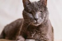 Die Augenentzündung Katze kommt häufig vor ( Foto: Shutterstock - davide bonaldo )