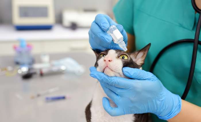 Der Tierarzt stellt die Diagnose durch die Untersuchung des Auges mit einer Spaltlampe. ( Foto: Shutterstock - Maria Sbytova )