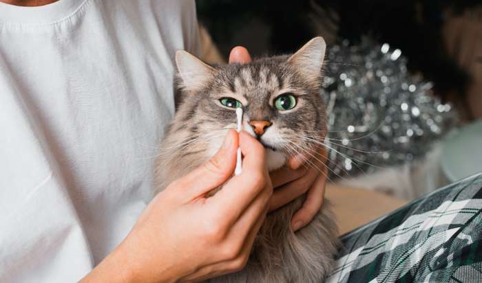 Eine Augenentzündung Katze kann viele verschiedene Ursachen haben. ( Foto: Shutterstock - Sergio Photone )