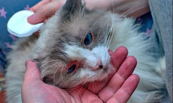 Die Augenentzündung der Katze wird oft durch Viren wie Herpes-Viren oder Bakterien wie Streptokokken und Staphylokokken verursacht. ( Foto: Shutterstock - eremeevdv ) 