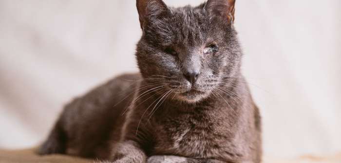 Die Augenentzündung Katze kommt häufig vor ( Foto: Shutterstock - davide bonaldo )