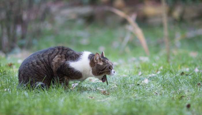 Sie erbricht und verweigert das Futter. Symptome das die Katze krank ist ( Foto: Shutterstock - Nils Jacobi )