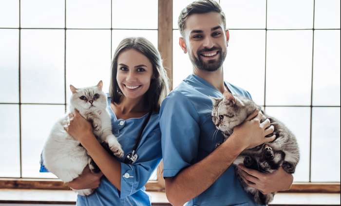 Hechelt die Katze aufgrund eines gesundheitlichen Problems, sollte sie unbedingt von dem Tierarzt behandelt werden. ( Foto: Shutterstock - 4 PM production )