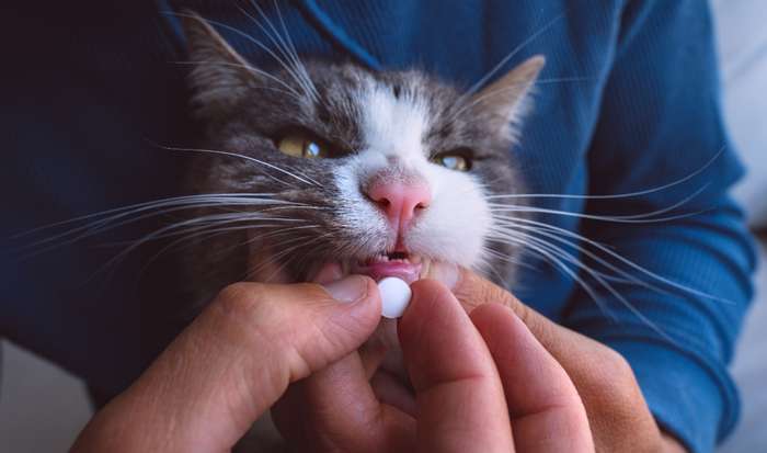 Um weiteres Hecheln der Katze zu vermeiden, sollten Medikamente genau nach der Vorschrift des Tierarztes eingegeben werden. ( Foto: Shutterstock - Creative Cat Studio ) 