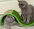 Bei einem Kratzbaum für große Katzen muss auf einige Dinge geachtet werden ( Foto: Shutterstock- Lilia Solonari )