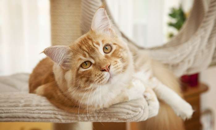 Katzenwelpen benötigen nicht sofort einen Kratzbaum für große Katzen.  ( Foto: Shutterstock-   Marten_House _)
