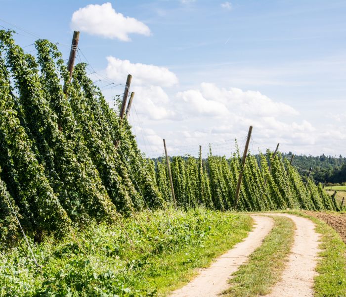 Auf Entdeckungstour in der Hollertau: Viel mehr als nur Hopfen! (Foto: AdobeStock - manfredxy 70356178)