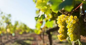 Jahrgangshoffnungen in Sachsen: Weinlese mit vielversprechendem Start Erste Trauben geerntet: Aussichten für exzellenten Jahrgang (Foto: AdobeStock - Thierry RYO 122436641)