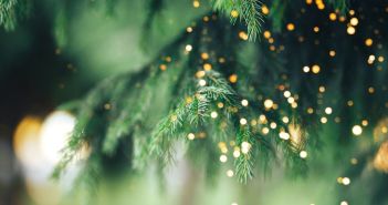 Rückgang des Weihnachtsbaumimports - Chance für (Foto: AdobeStock - nastassiya 372953356)