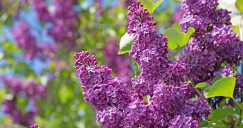 Deutscher Blumenmarkt 2023: Rückgang bei Schnittblumen, aber stabile Produktion Rückläufige Umsätze und sinkende Pro-Kopf-Ausgaben prägen deutschen Blumenmarkt (Foto: AdobeStock - M. Schuppich 151419999)