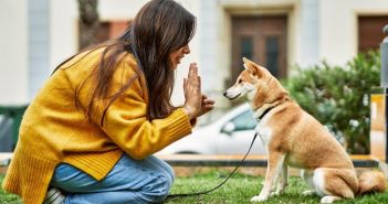 SGD bietet flexiblen Fernlehrgang Hundetrainer mit Theorie und (Foto: SGD.)