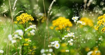 ePIN erfasst Hasel- und Erlenpollen an acht Messstandorten (Foto: AdobeStock - gudrun - 567373837)