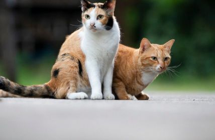 Tierschutzbund unterstützt landesweite Frühjahrskastrationsaktion Schleswig-Holstein mit 20.000 Euro (Foto: AdobeStock - Champ - 664698892)