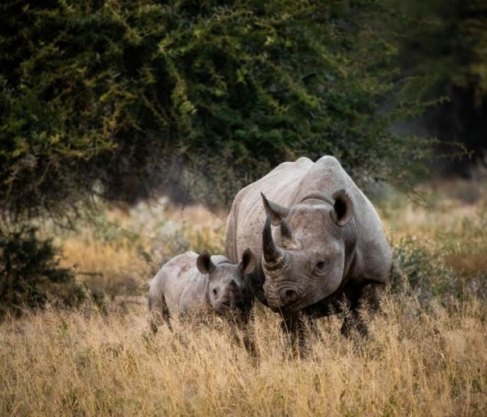 Nashorn im Kruger NP (Foto: KC3 K&ouml;pers Corporate & Crisis Communications GmbH)